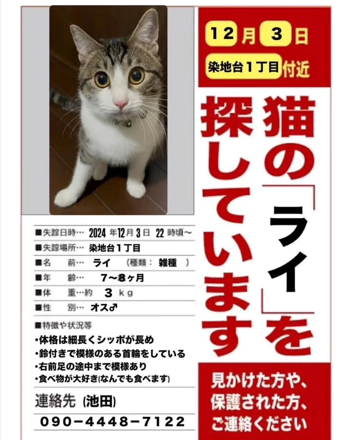 迷い猫を探しています！！！